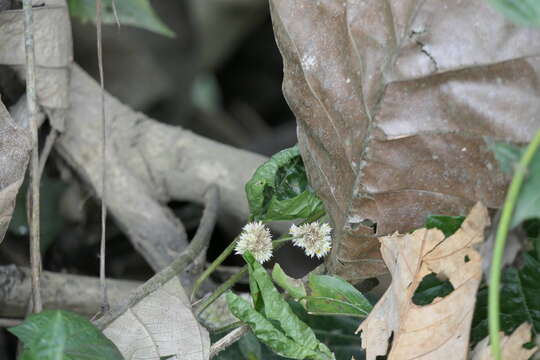 Image of sessile joyweed