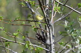 Слика од Vireo griseus (Boddaert 1783)