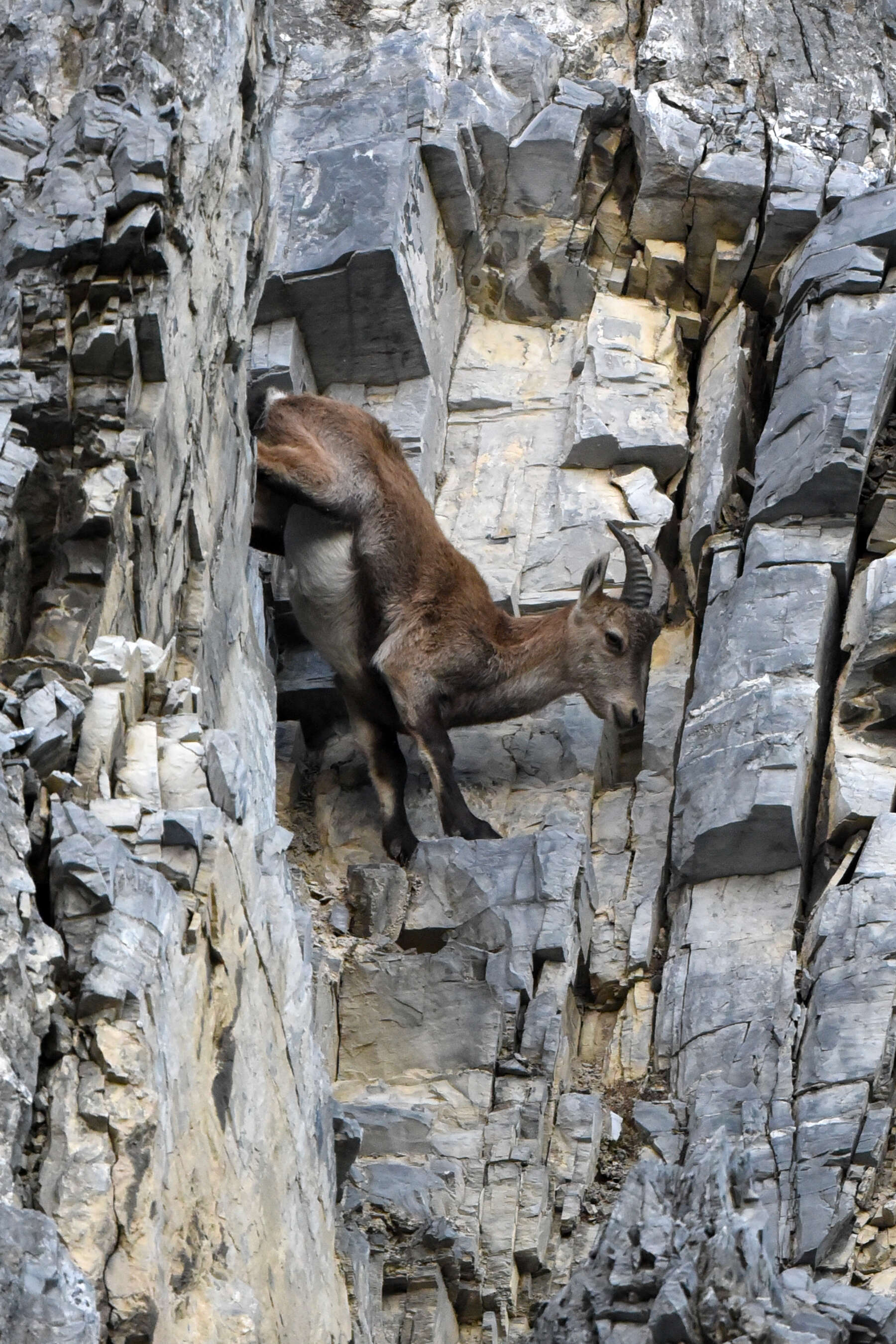 Image of Alpine Ibex