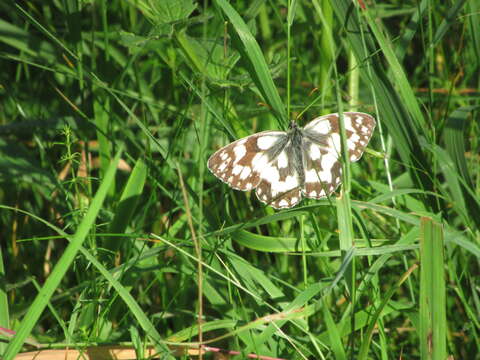 Image of marbled white