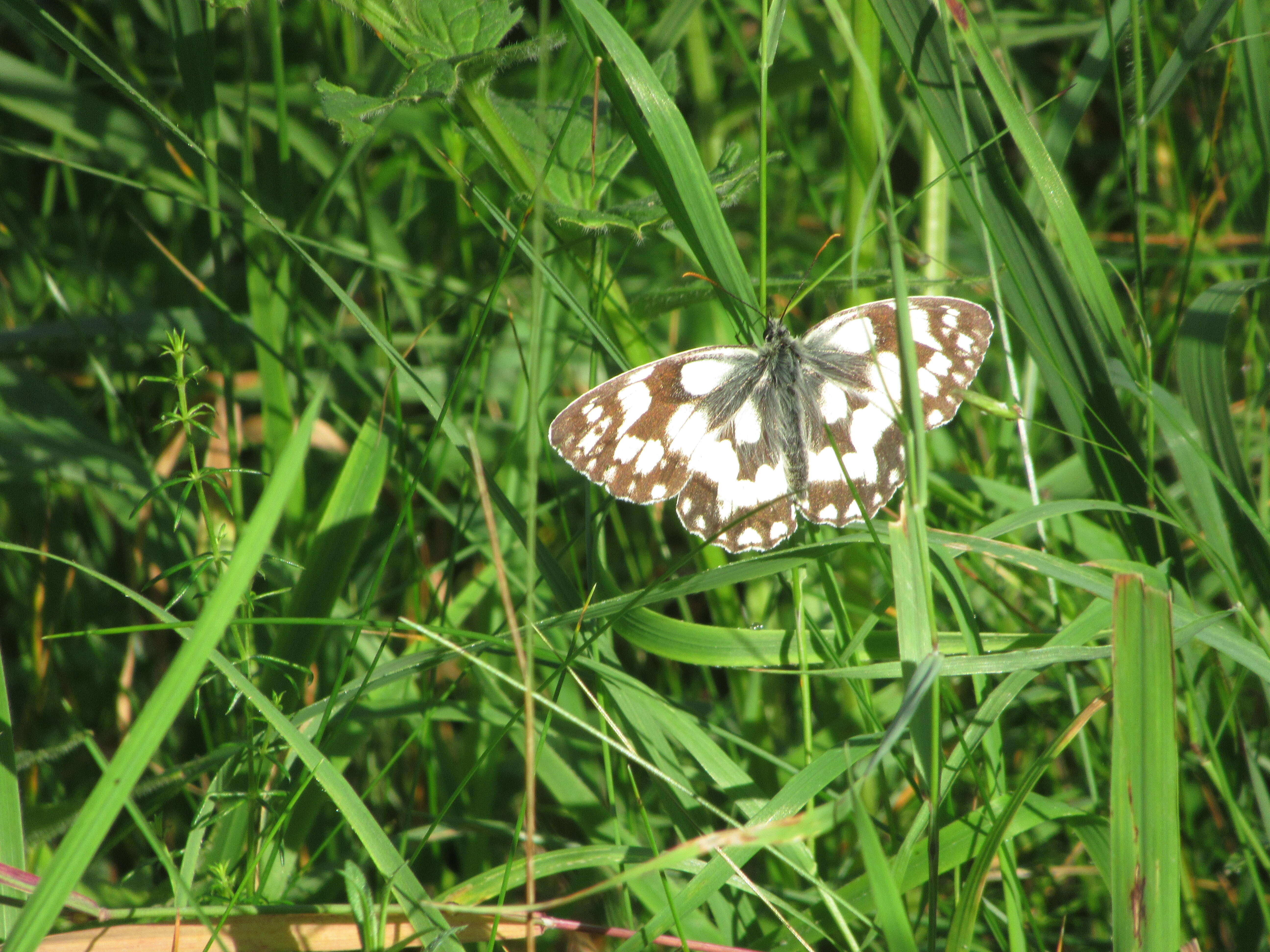 Imagem de Melanargia galathea Linnaeus 1758