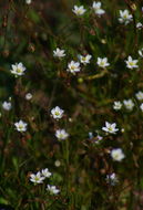 Image of <i>Spergularia marina</i>