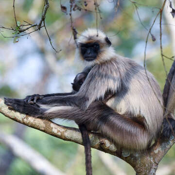 Image of Semnopithecus hypoleucos