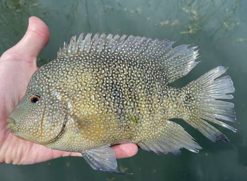 Image of Rio Grande Cichlid