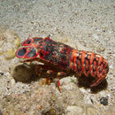 Image of decapods