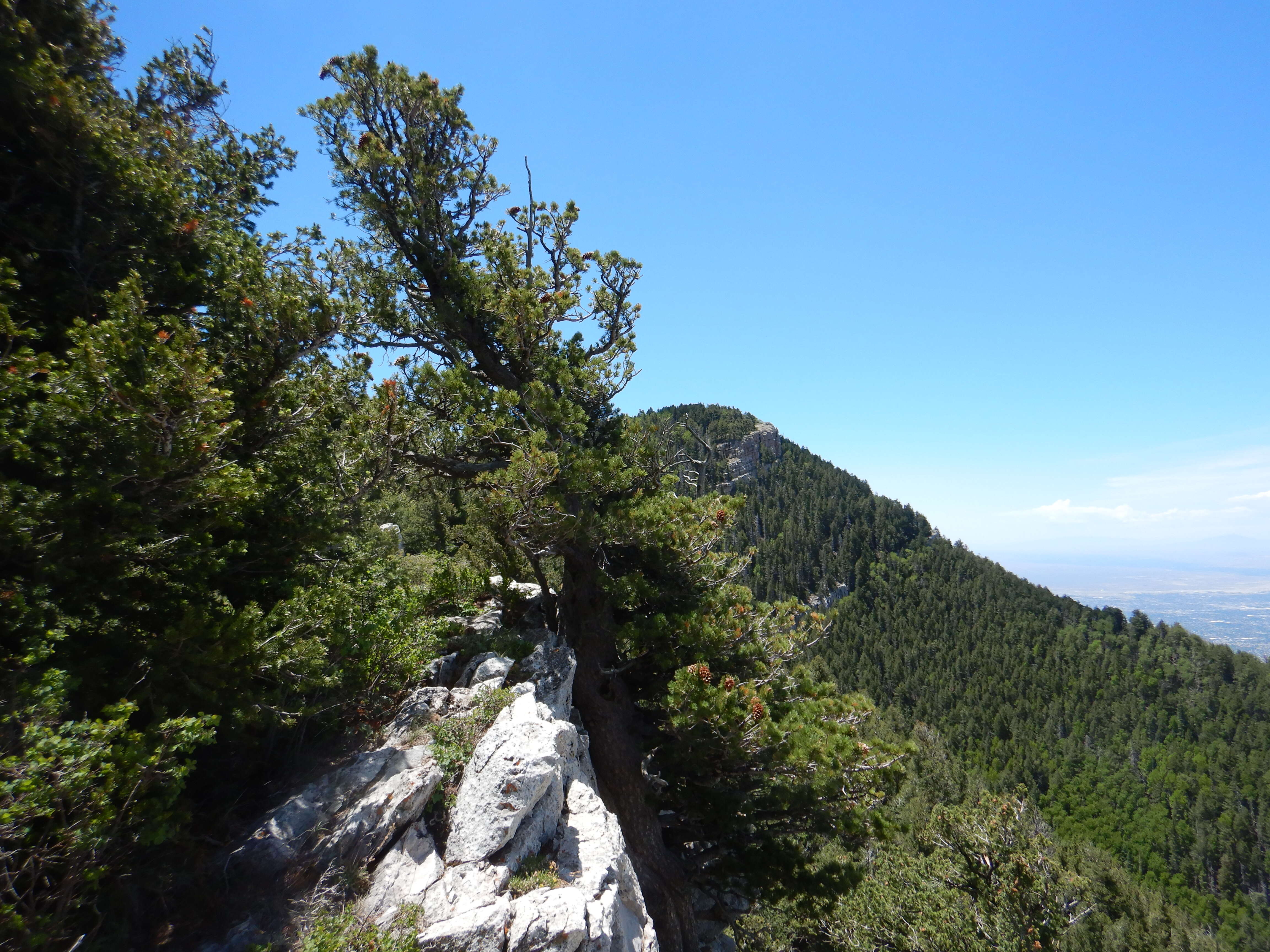 Image of Limber Pine