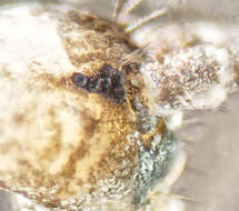 Image of Springtail