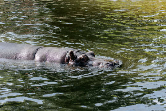 Hippopotamus Linnaeus 1758 resmi