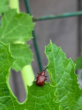 Image of Rose Curculio