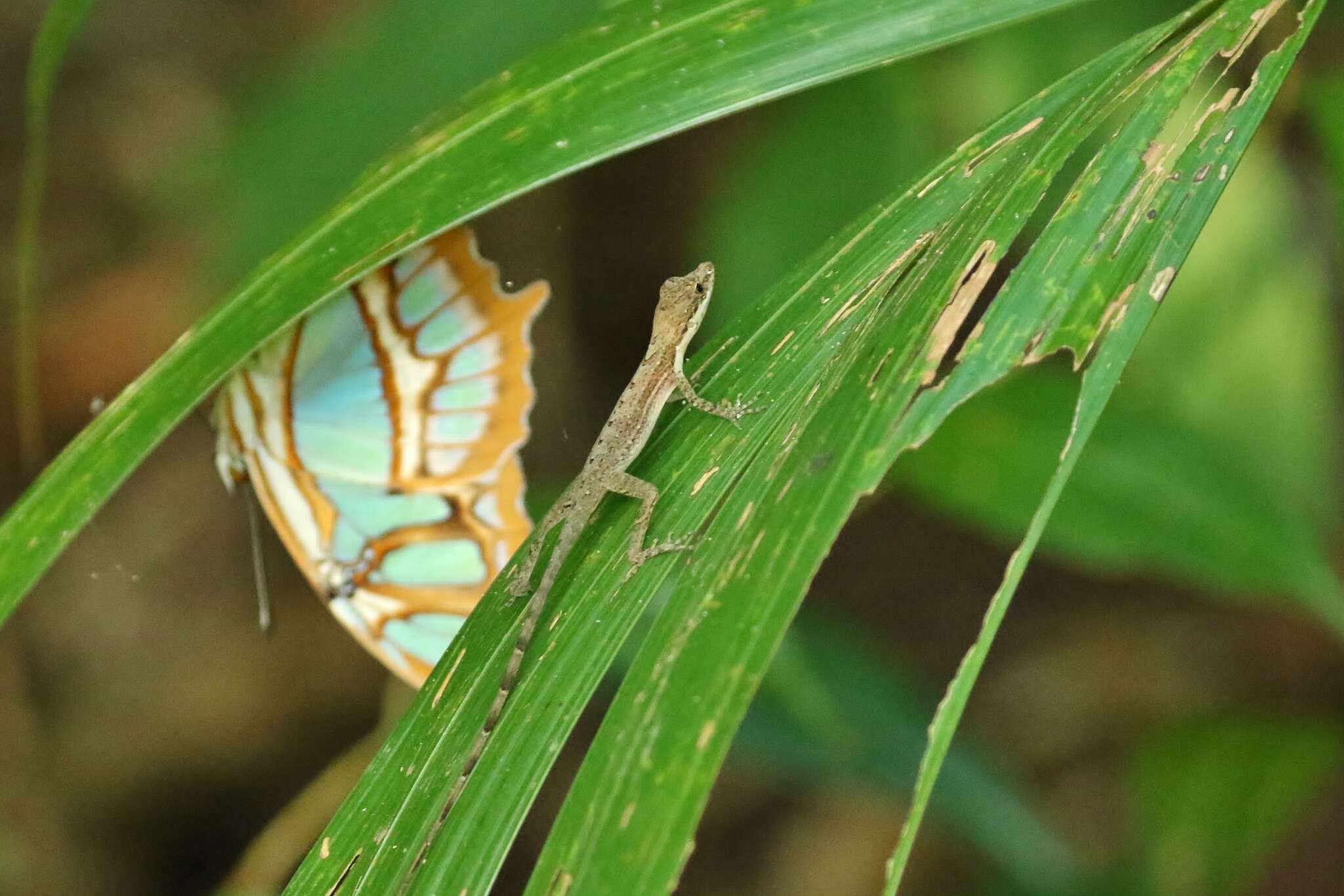 Image of Anolis apletophallus Köhler & Sunyer 2008