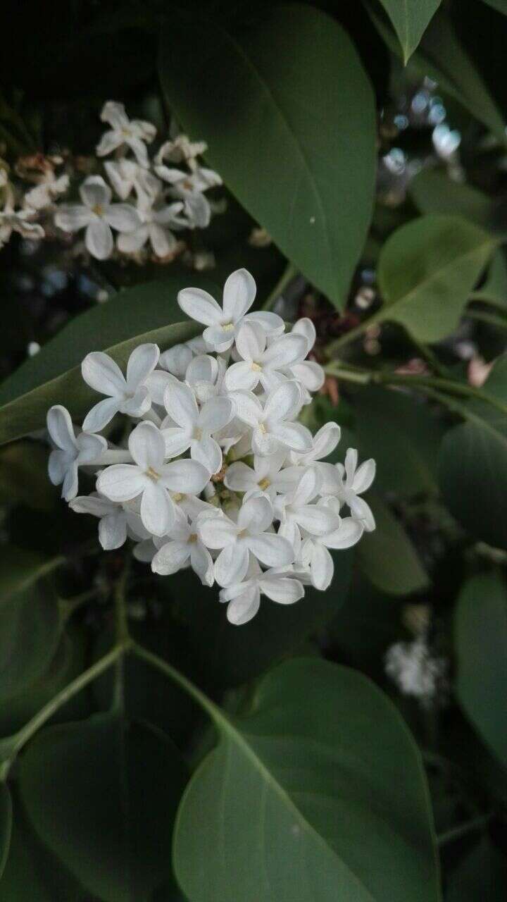 Image of Common Lilac