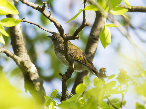 18.https www inaturalist org photos 743488.580x360