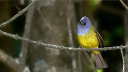 Image of Canary-flycatcher