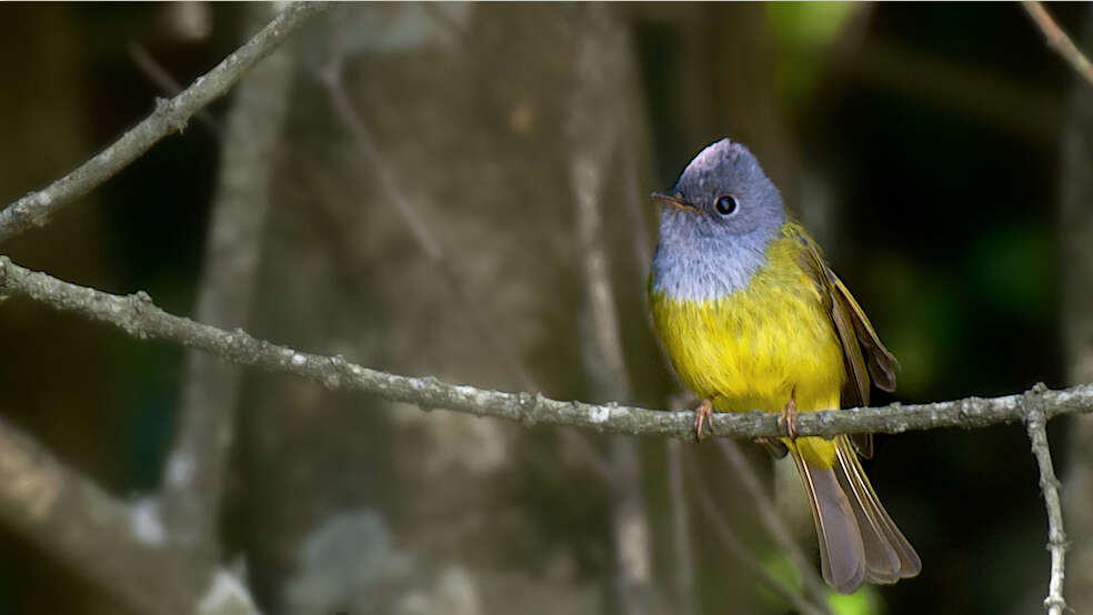 Image of Canary-flycatcher