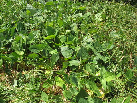 Image of blackeyed pea