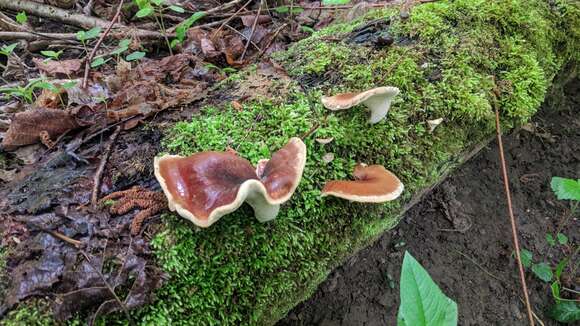 Image of lingzhi mushroom