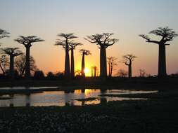 Image of Baobab