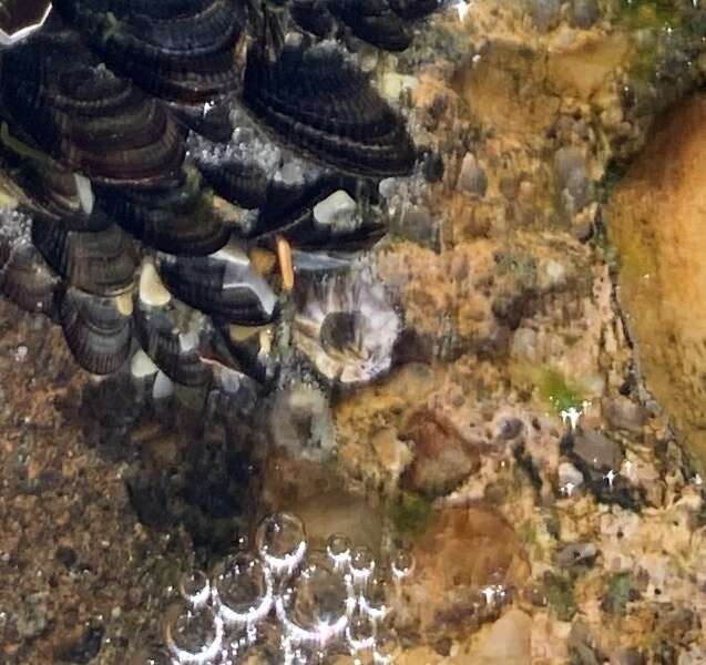 Image of Striped barnacle