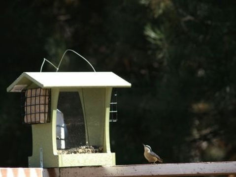 Image of Red-breasted Nuthatch