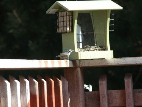 Image of Red-breasted Nuthatch