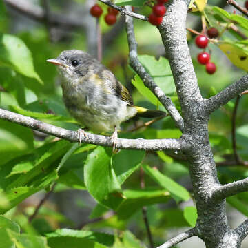 Imagem de Setophaga ruticilla (Linnaeus 1758)