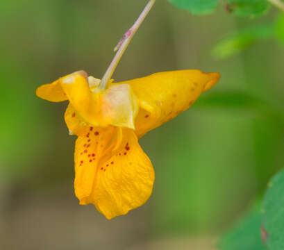 Image of jewelweed