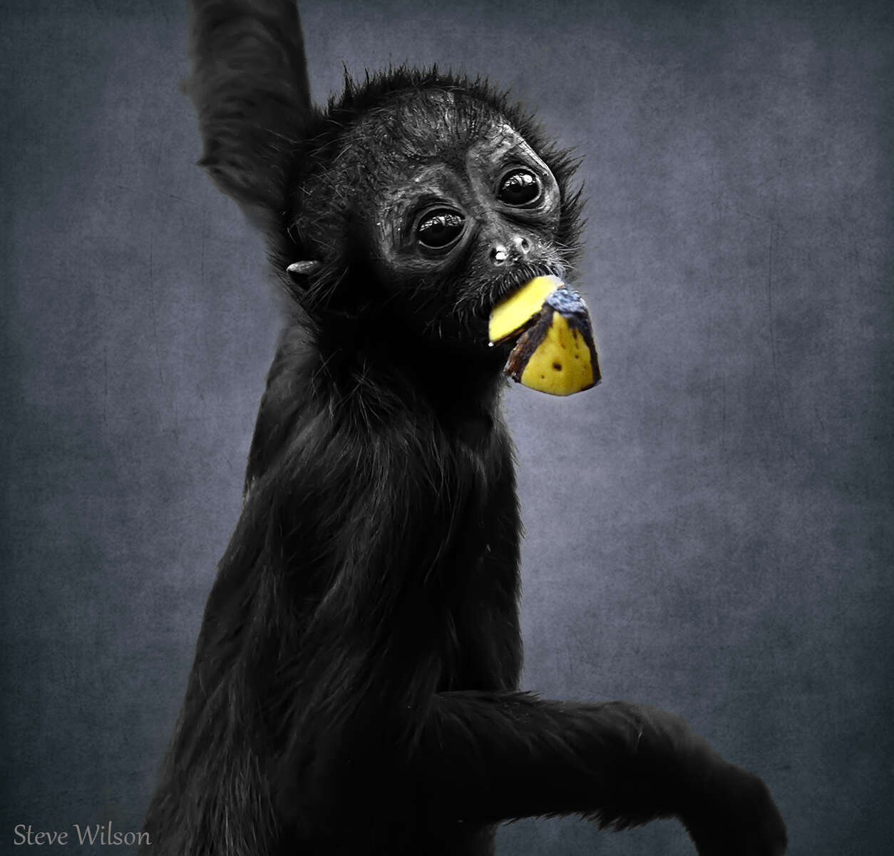 Image of Colombian Black Spider Monkey