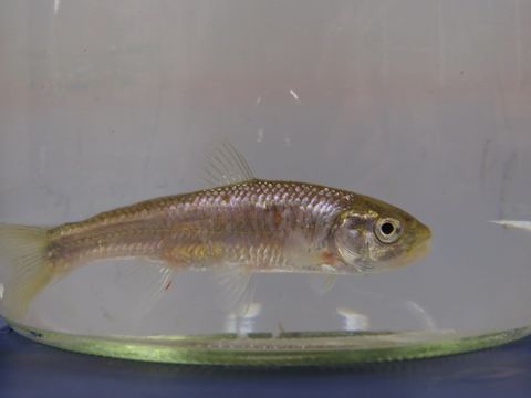 Image of Striped shiner