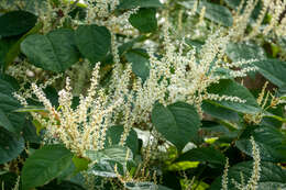 Image of Japanese Knotweed