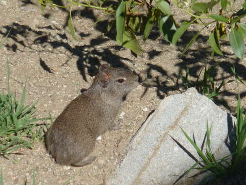 Image of Brazilian Guinea Pig