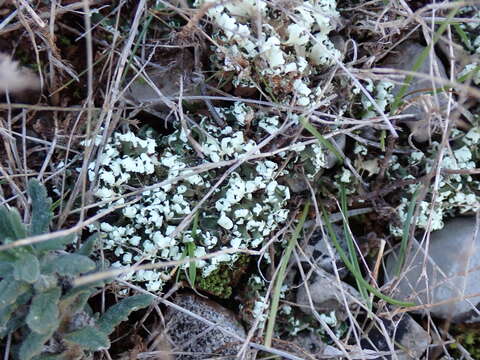 Image of Cladonia foliacea (Huds.) Willd.