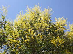 Image of Golden-rain tree