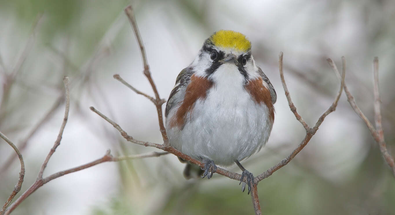 Image of Chestnut-sided Warbler