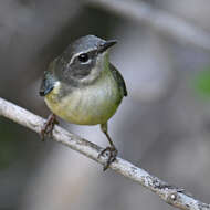 Imagem de Setophaga caerulescens (Gmelin & JF 1789)