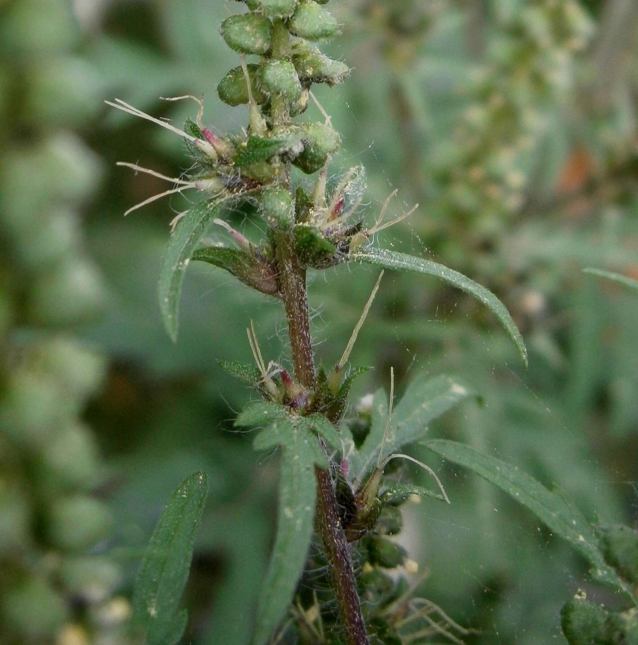 Image of annual ragweed