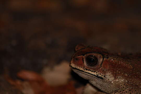 Image of Asian black-spined toad