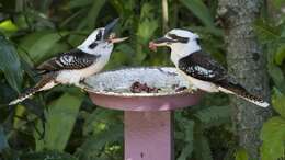 Image of Kookaburra