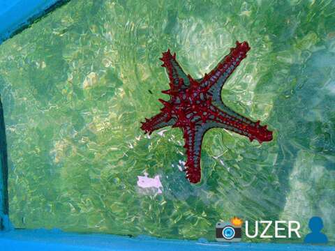 Image of African red knob sea star