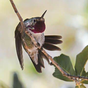 Image of Broad-tailed Hummingbird