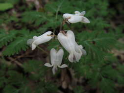 Image of squirrel corn