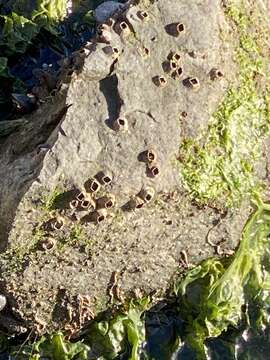 Image of Striped barnacle