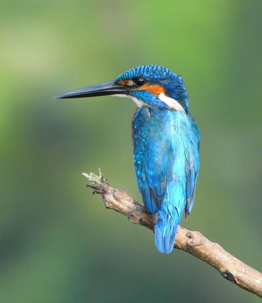 Image of Common Kingfisher