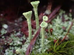 Image of cup lichen