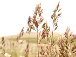 Image de Poa fendleriana (Steud.) Vasey