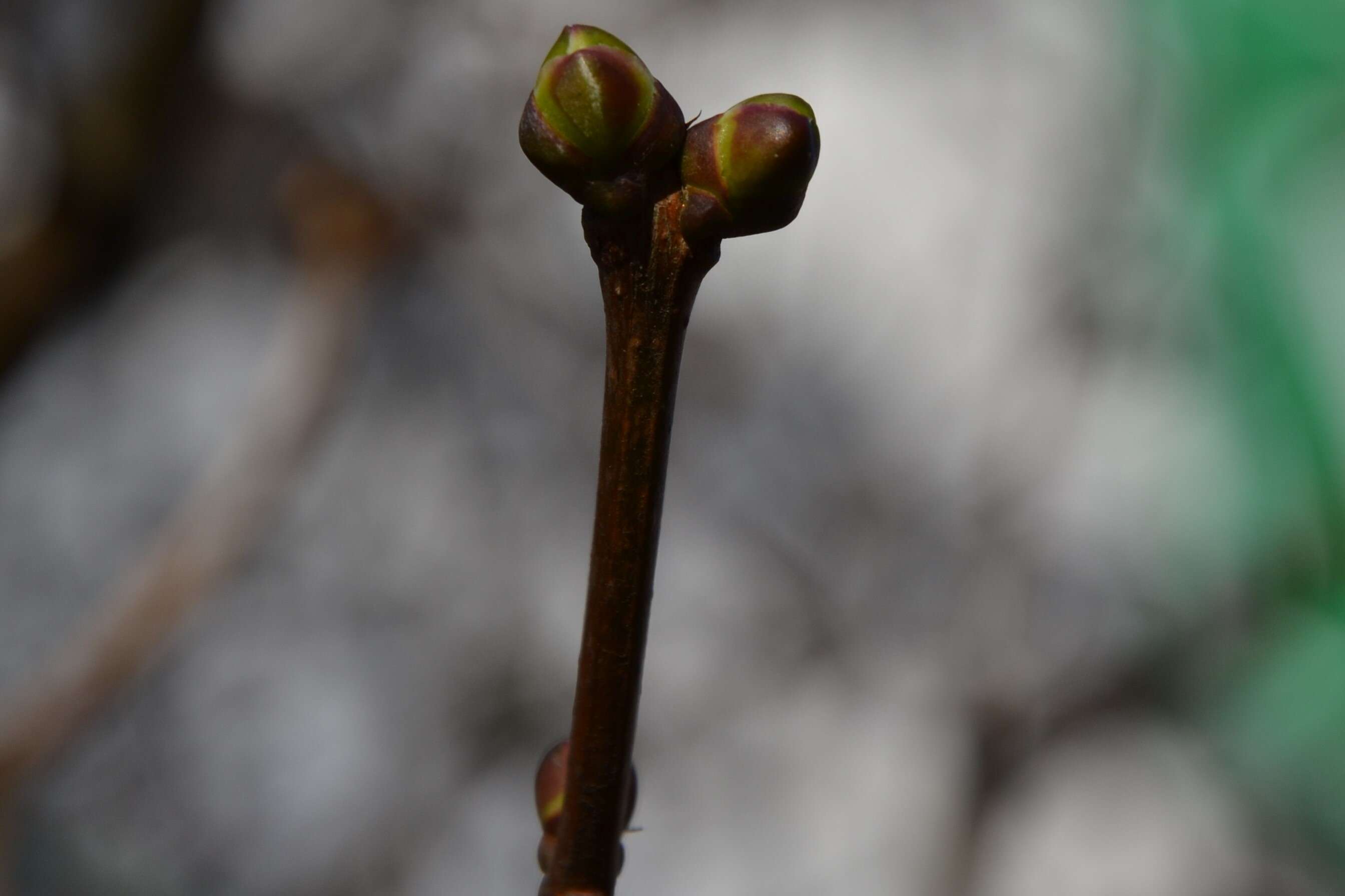 Image of Common Lilac