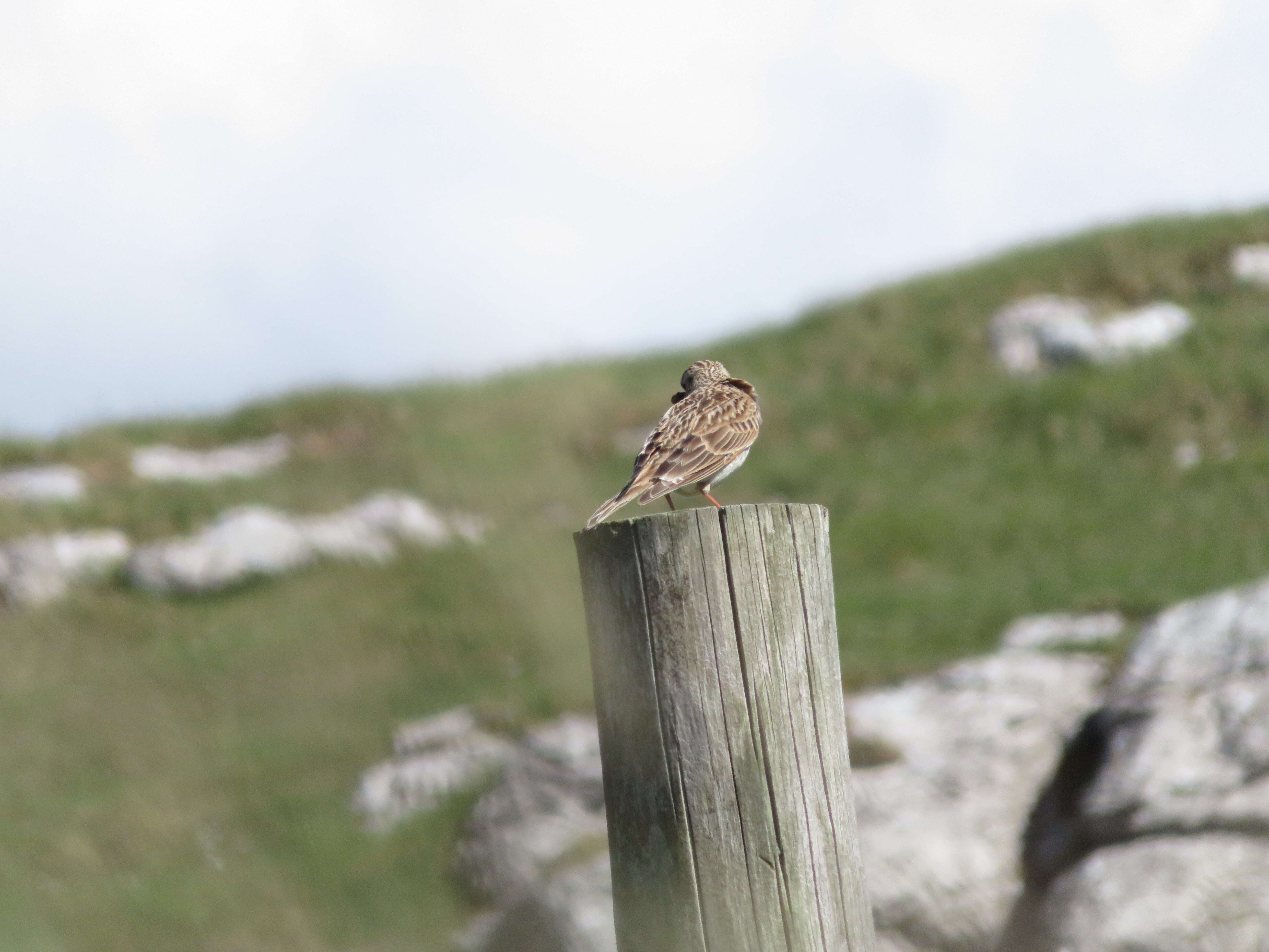 Image of Skylark