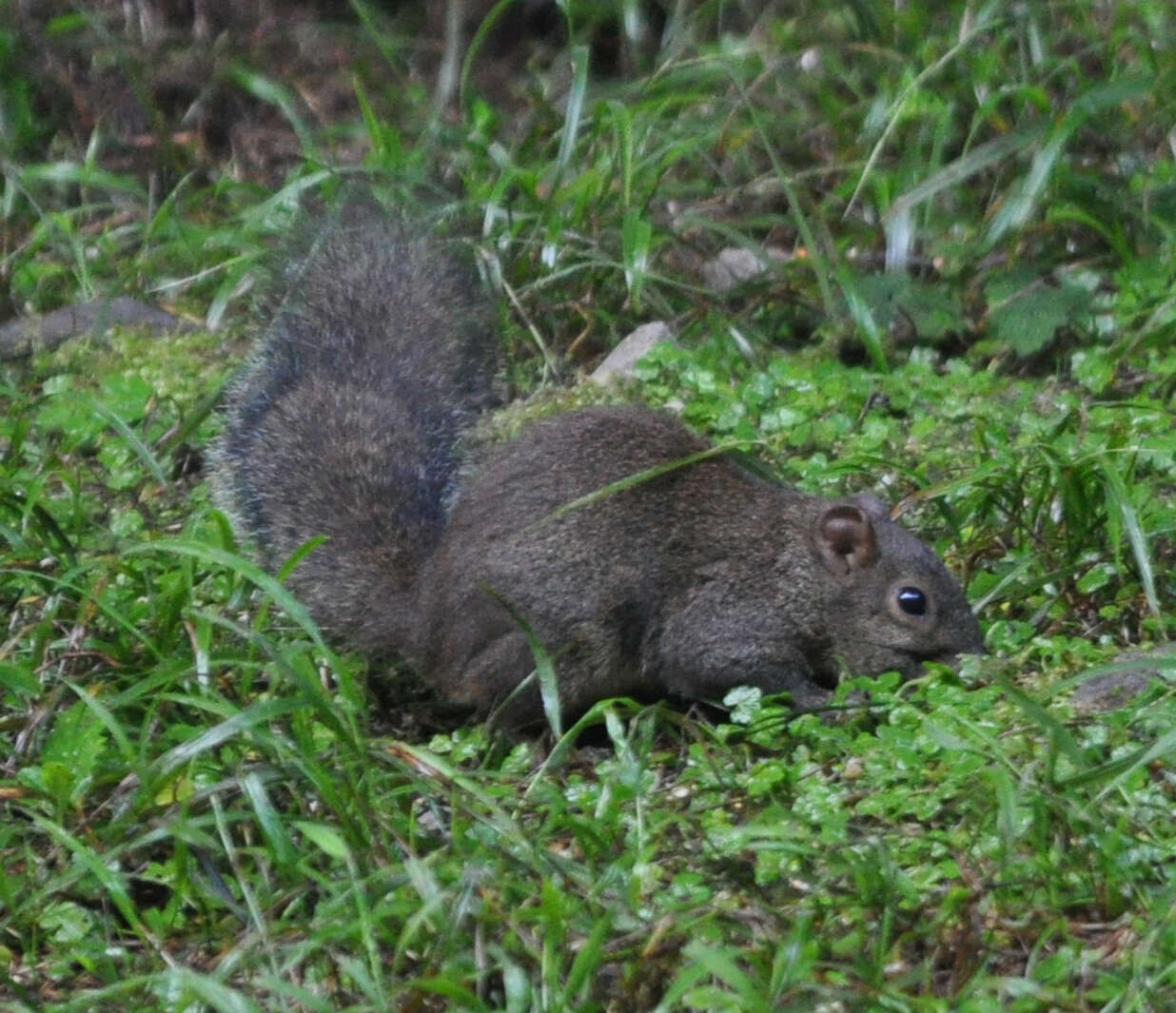 Image of Pallas's Squirrel