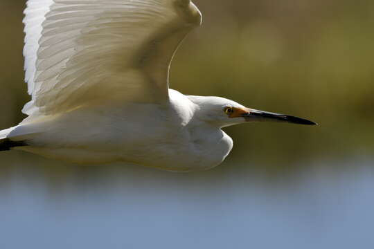 Image of Snowy Egret