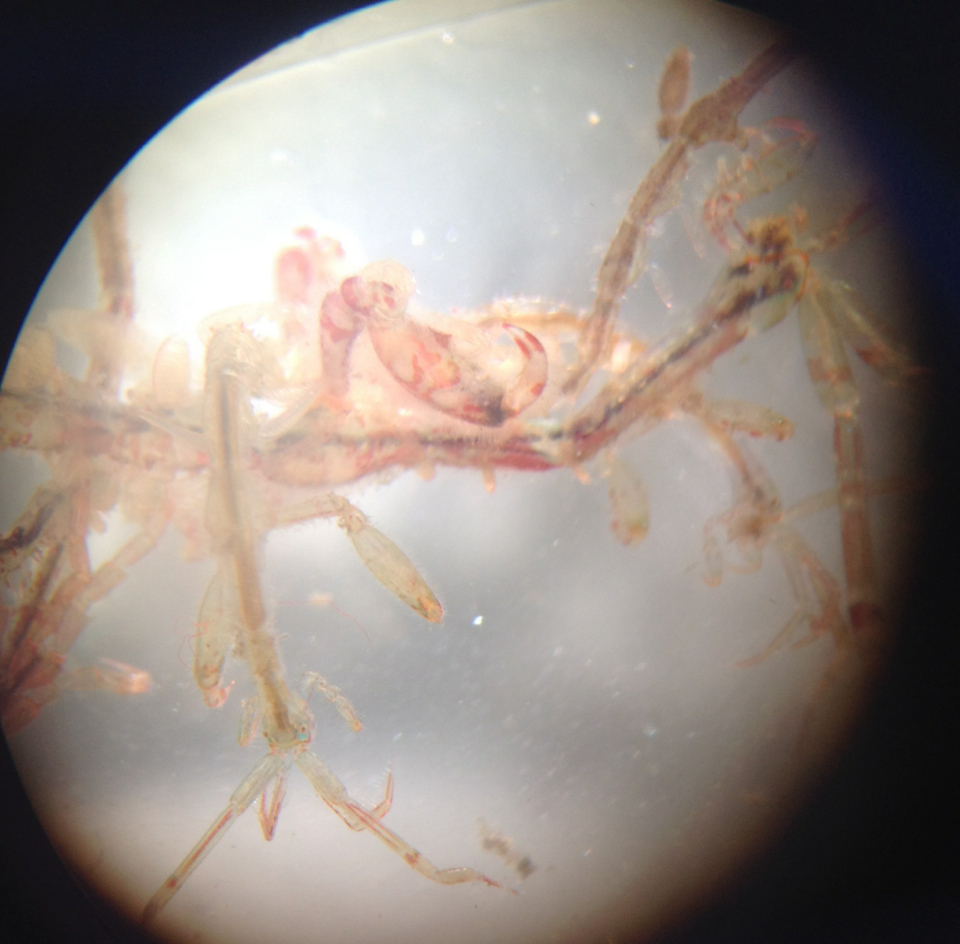 Image of Japanese skeleton shrimp