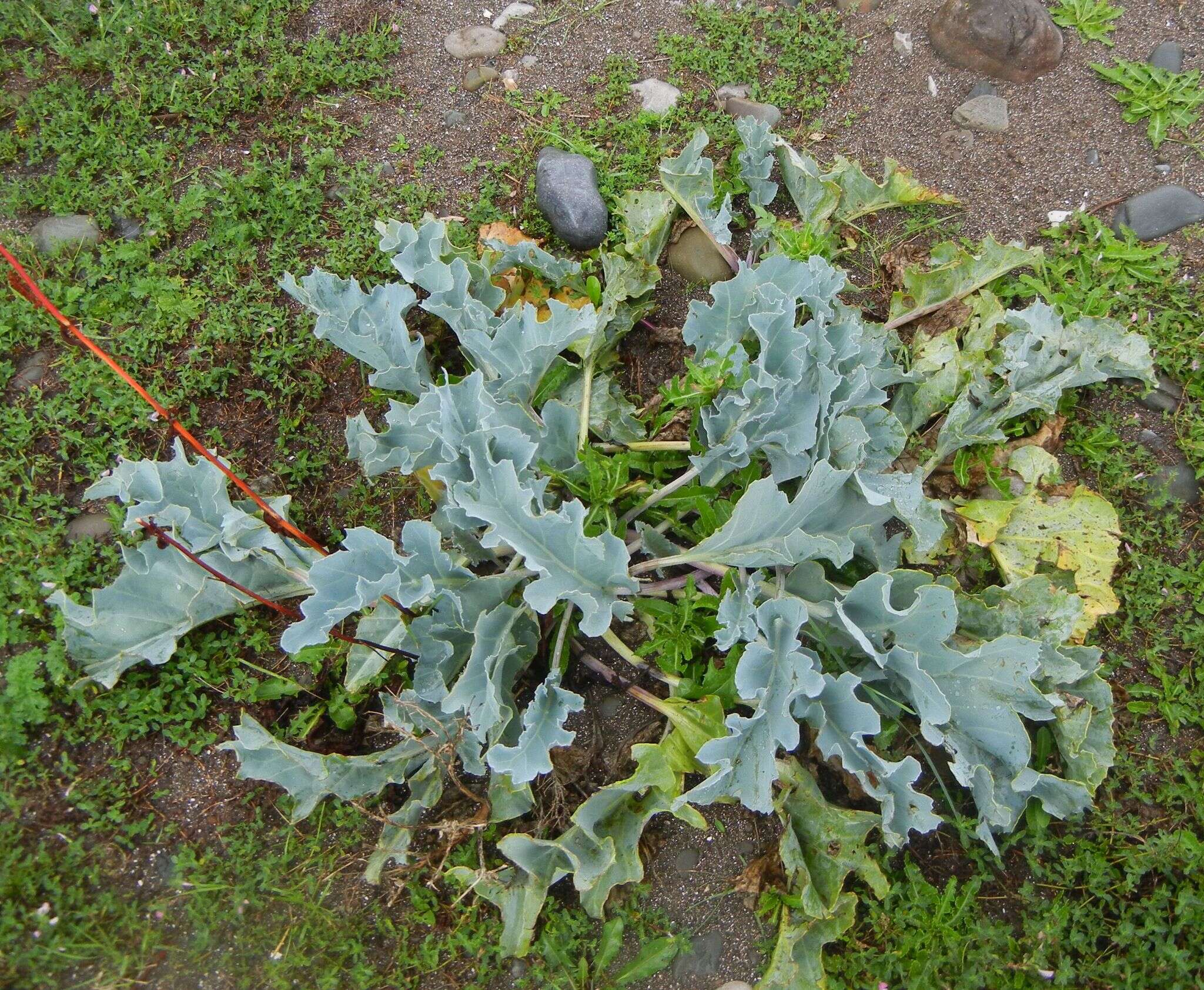 Image of sea kale